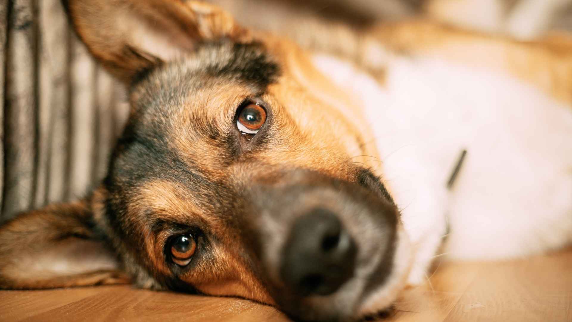 Perro con pancreatitis